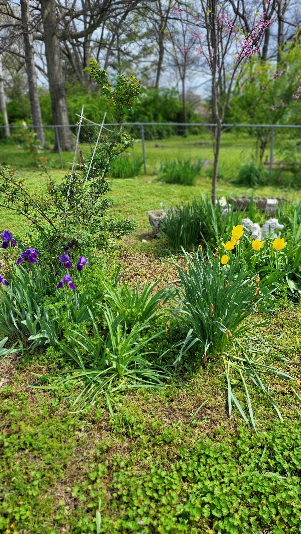 331 Duling Avenue Madison, TN 37115 - Photo 4 of 9