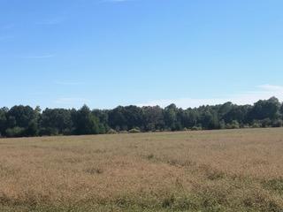 30-ac Griffith Mill Road Holt, FL 32564 - Photo 7 of 23 a view of a field with trees in the background