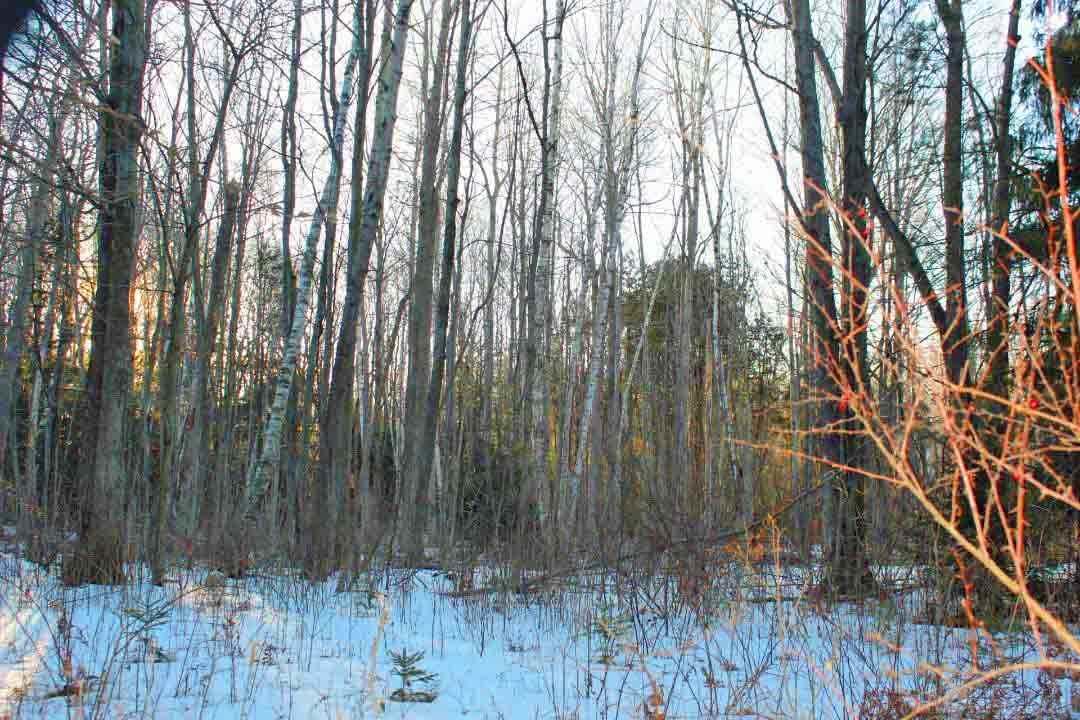 0 North Ridge Road Carsonville, MI 48419 - Photo 2 of 4