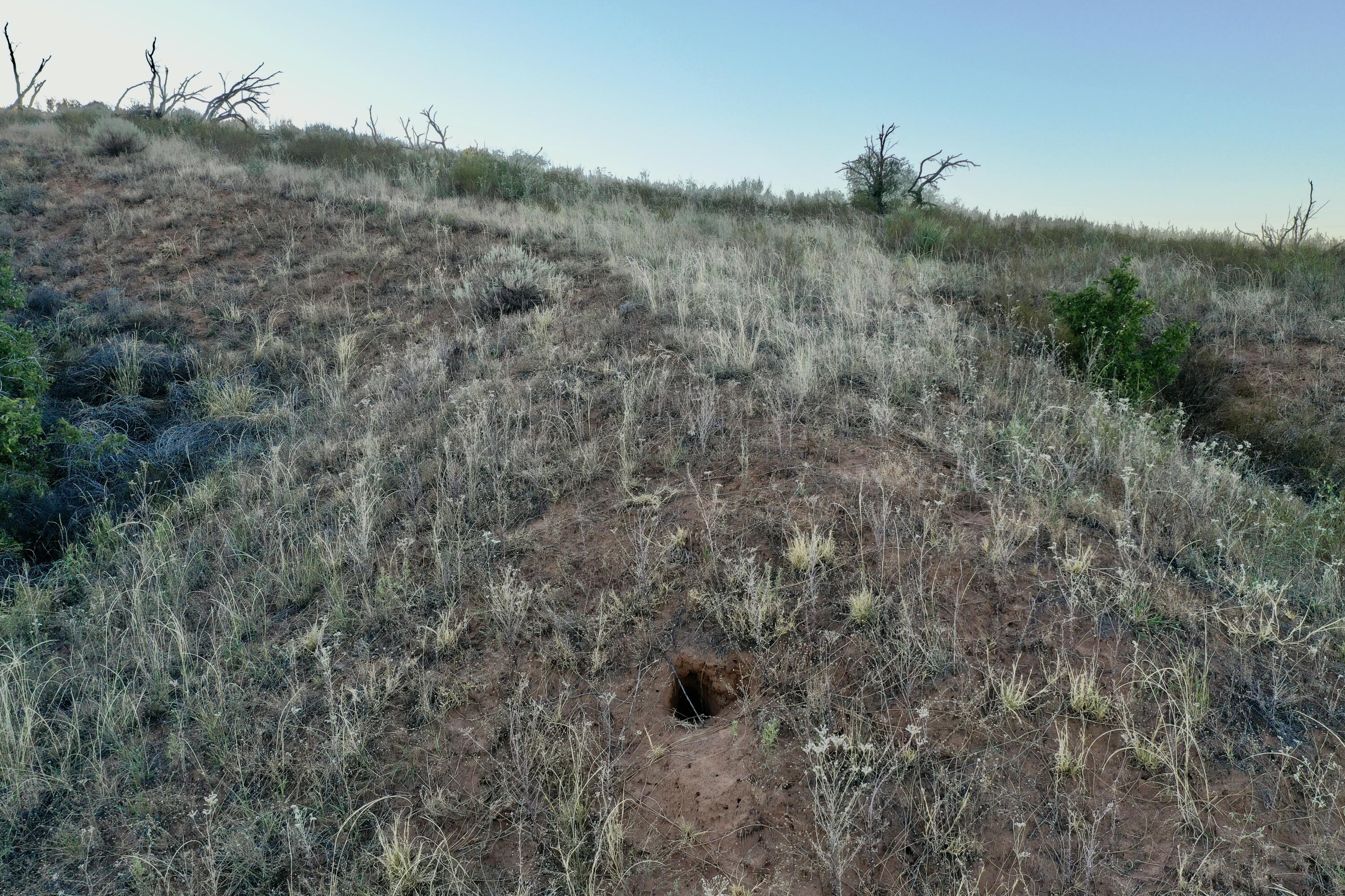 1041 Fm Memphis, TX 79245 - Photo 12 of 72 a view of a forest with trees in the background