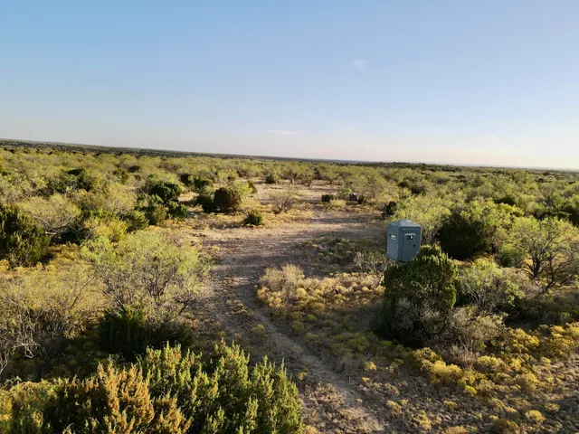 a view of a tree in a forest