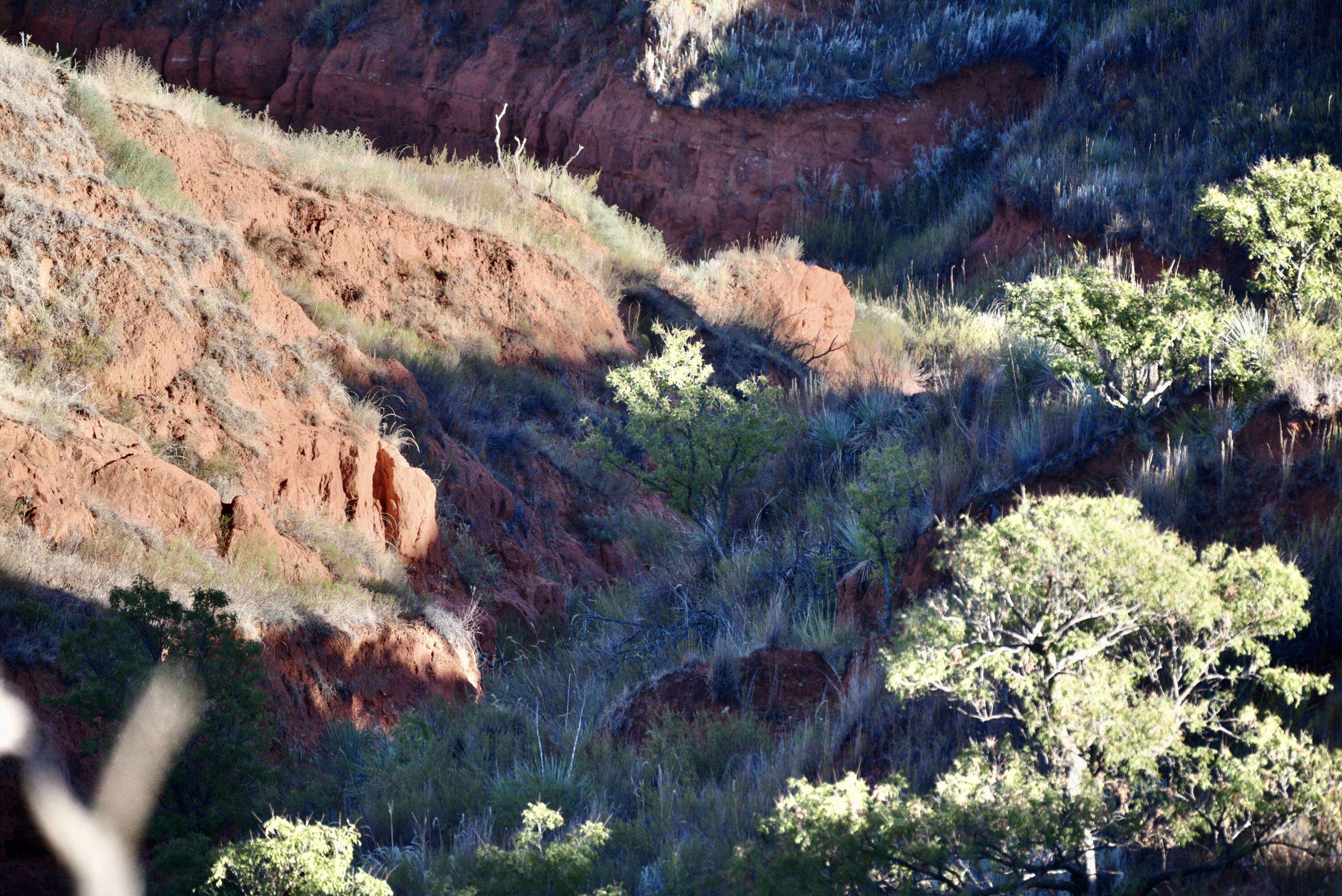 1041 Fm Memphis, TX 79245 - Photo 32 of 72 a picture of flowers