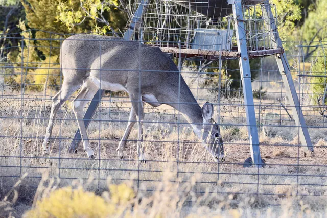 a view of a dry yard with trees