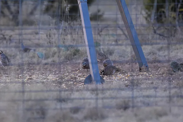 a view of a dry yard