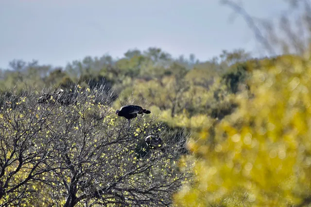 a view of a chairs and table in the backyard