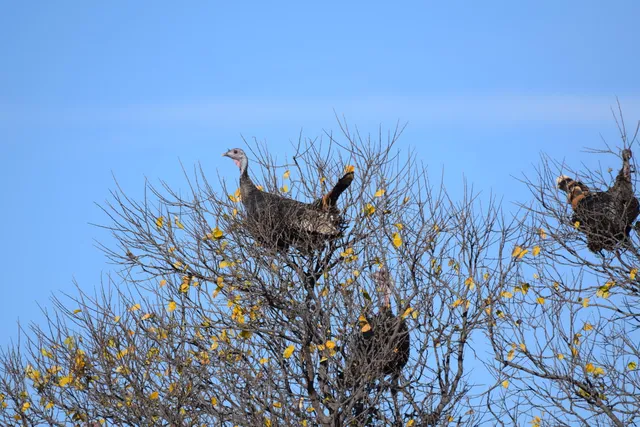 $1,115,550 | 1041 Fm, Memphis, TX 79245