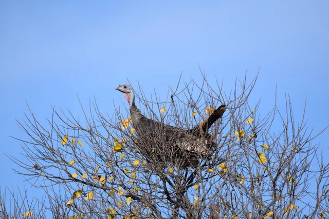 $1,115,550 | 1041 Fm, Memphis, TX 79245