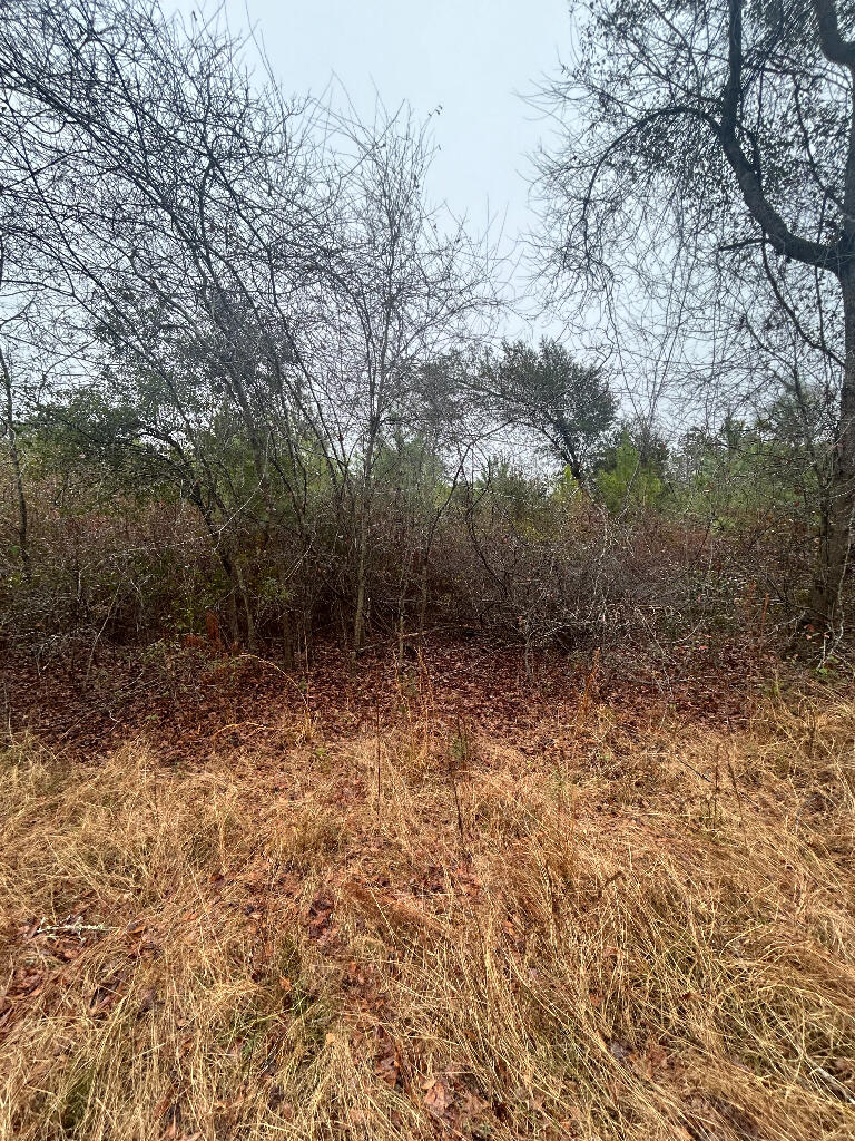 539 2 Churches Road Dorchester, SC 29437 - Photo 6 of 7 07