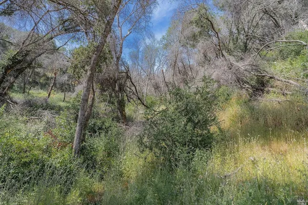 a view of a yard