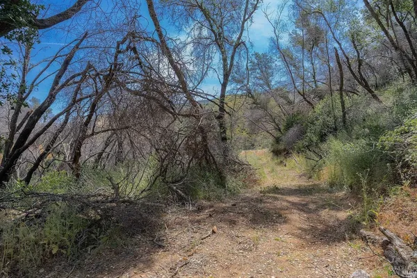 a view of a tree