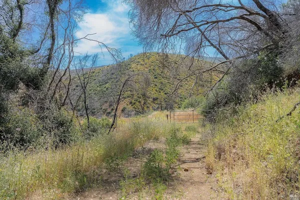 a view of a yard with a tree