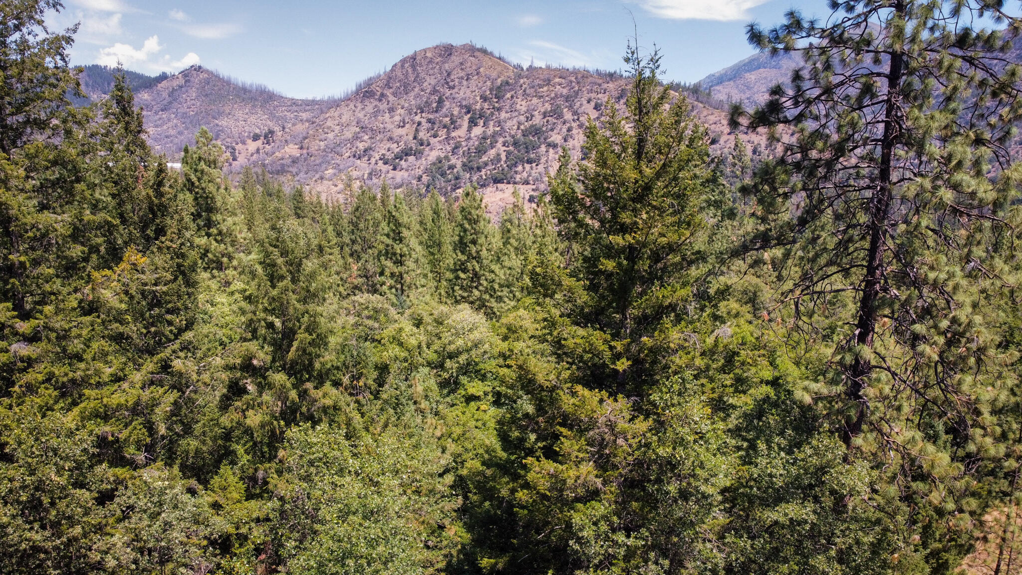 361 Senger Road Junction City, CA 96048 - Photo 7 of 39 Mountain Majesty