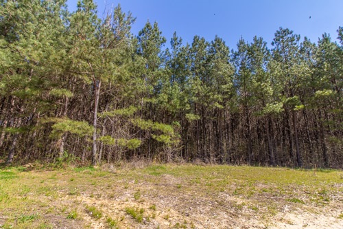 795 Hurley School House Road Ramer, TN 38367 - Photo 8 of 24 Pine planted in 2004. Ready for thinning harvest in 3-4 years