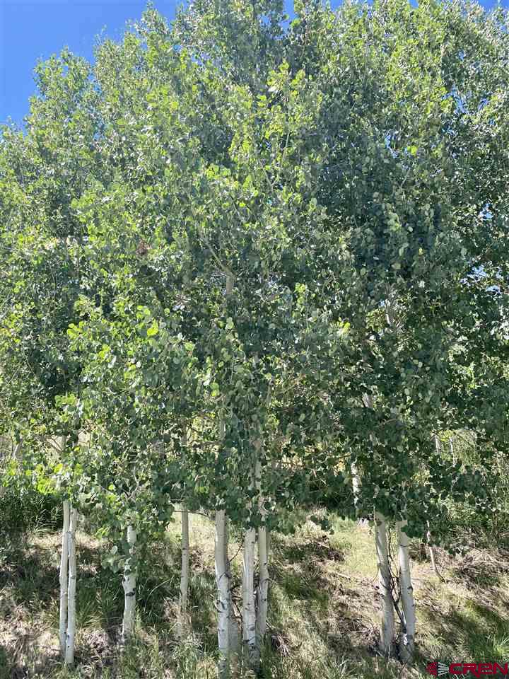 Lot 29 Eagles Rest Montrose, CO 81403 - Photo 6 of 9 a view of a yard with a tree