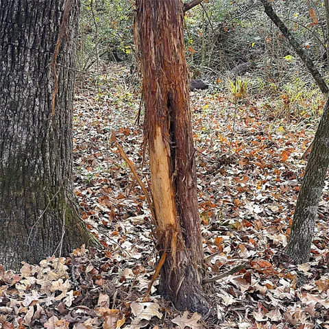 a view of a lake from a yard