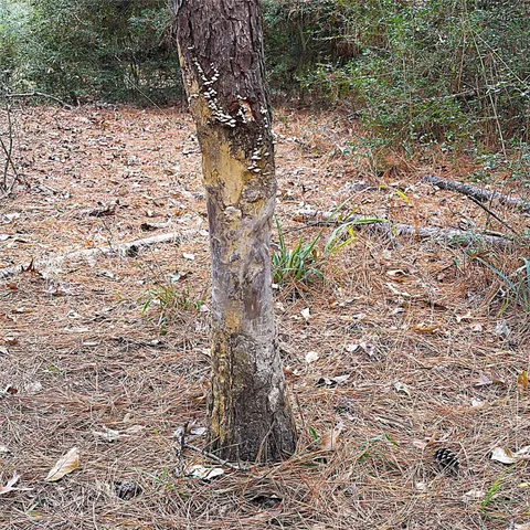 $499,000 | 15031 Farm To Market Road 542, Oakwood, TX 75855