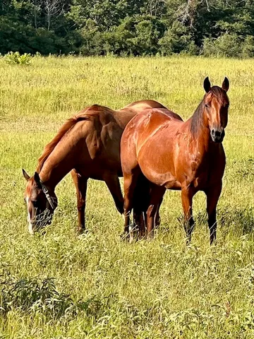 $499,000 | 15031 Farm To Market Road 542, Oakwood, TX 75855
