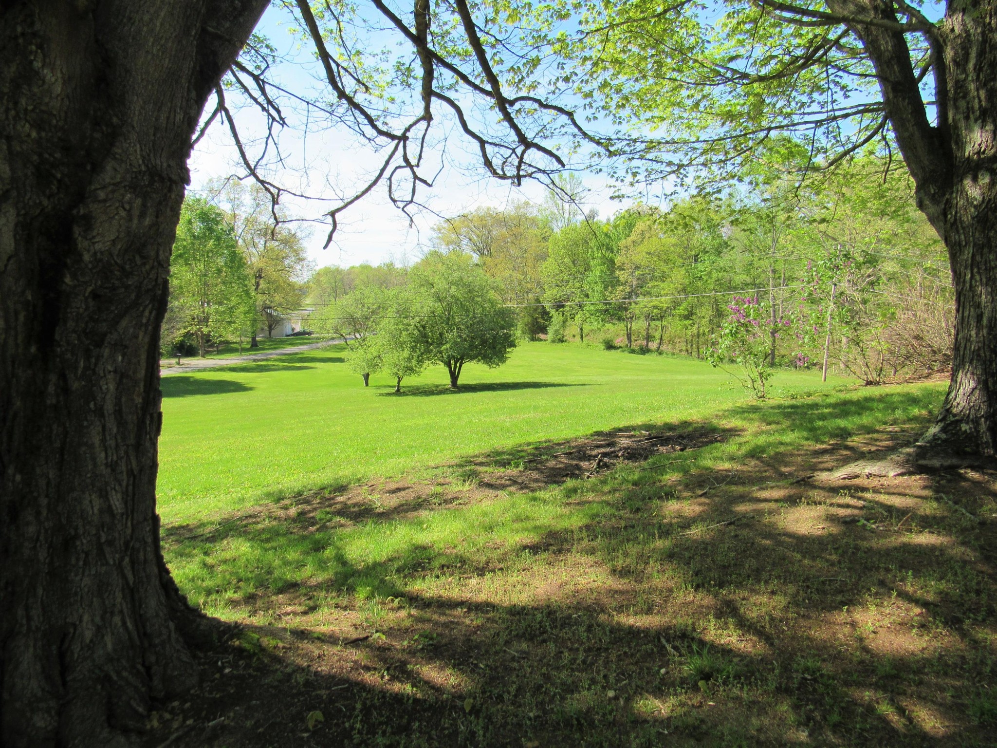 119 Andy Cooper Road Lancing, TN 37770 - Photo 29 of 35 a view of a trees with a yard