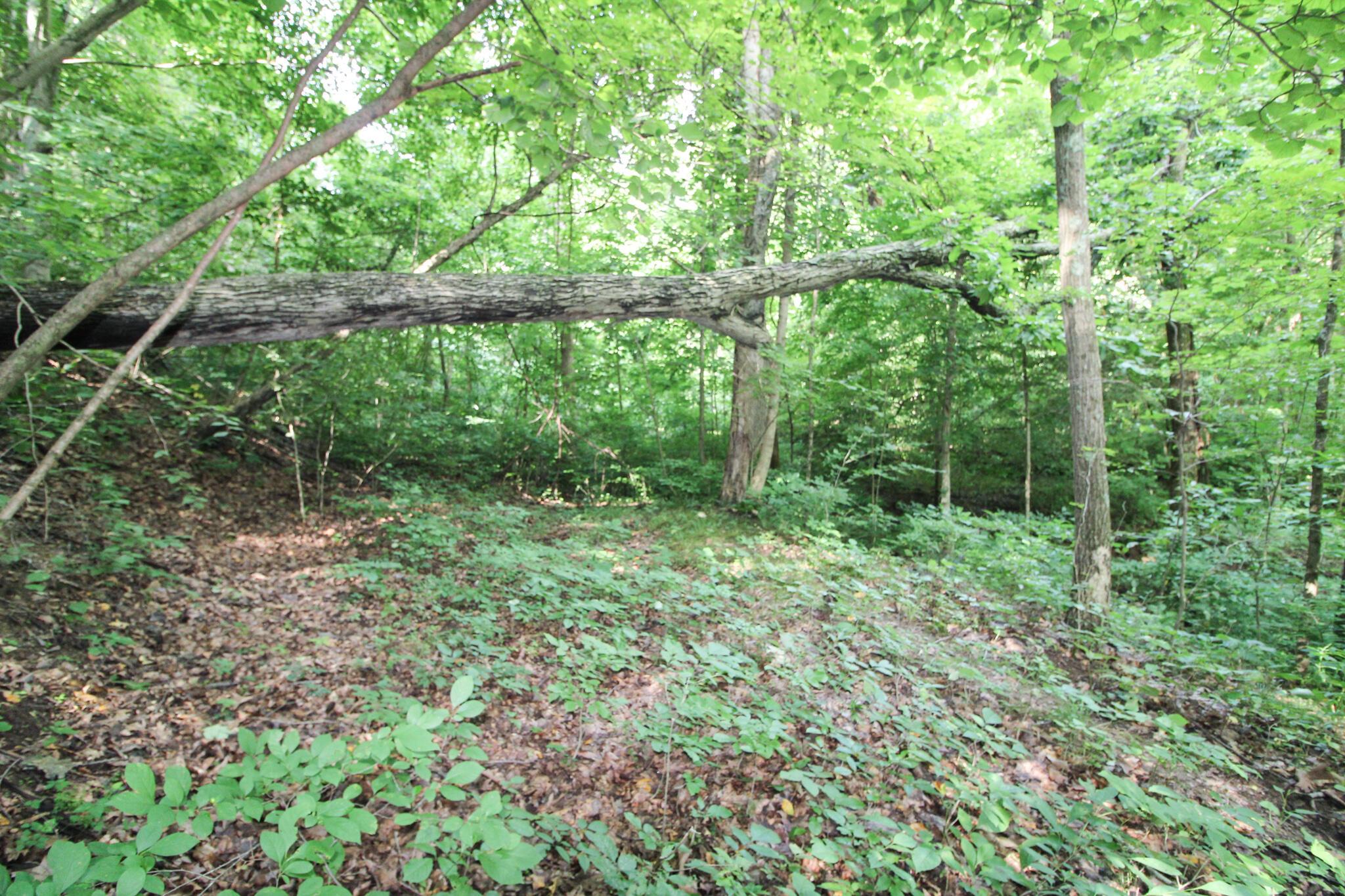 0 Dietrick Hill Road Philo, OH 43771 - Photo 10 of 25 IMG_4896