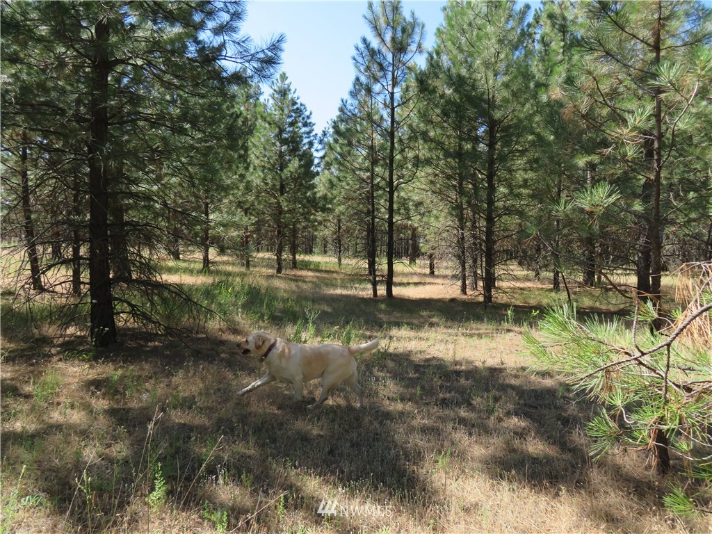 2 Sourdough Flats Road Republic, WA 99166 - Photo 10 of 15 Gallery Image 10