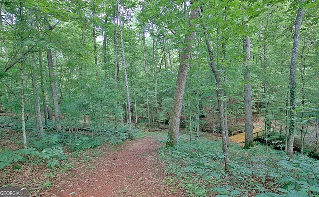 a view of a forest that has large trees