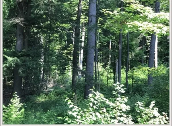 $50,000 | 49 Old Chester Road, Huntington, MA 01050
