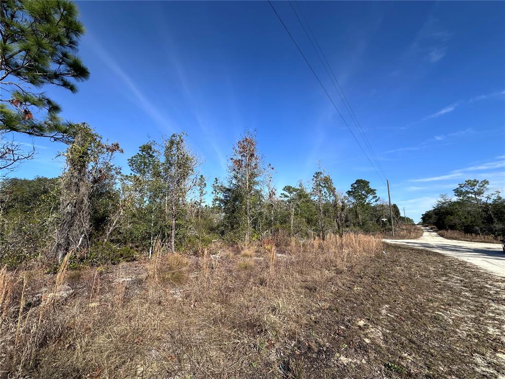 Tbd Northeast 117th Terrace Williston, FL 32696 - Photo 2 of 9 a view of a dry yard with trees