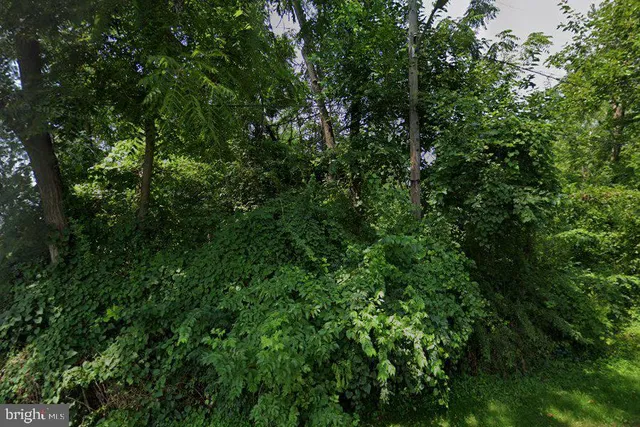 a view of a lush green forest