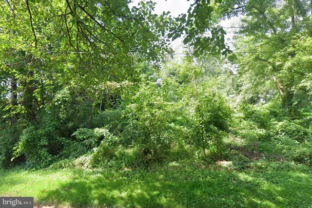 a view of a lush green forest