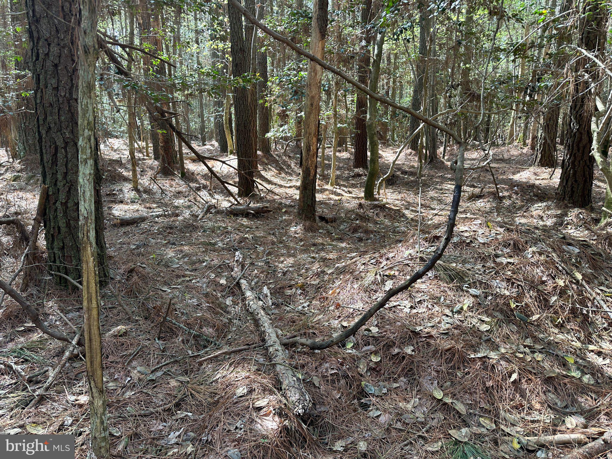 31379 Boggs Road Painter, VA 23420 - Photo 11 of 45 Whispers of tranquility in the woods.