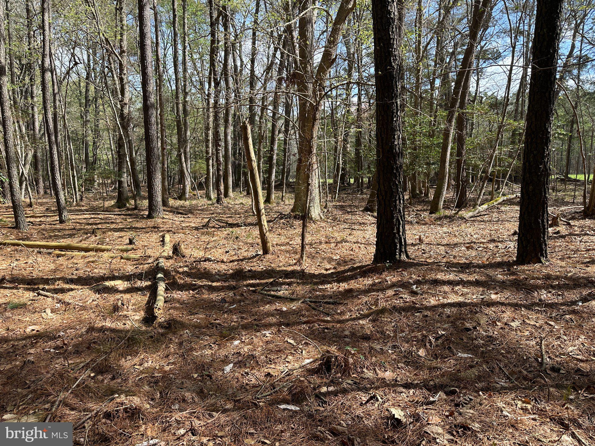 31379 Boggs Road Painter, VA 23420 - Photo 12 of 45 Serene woodland retreat awaits exploration.