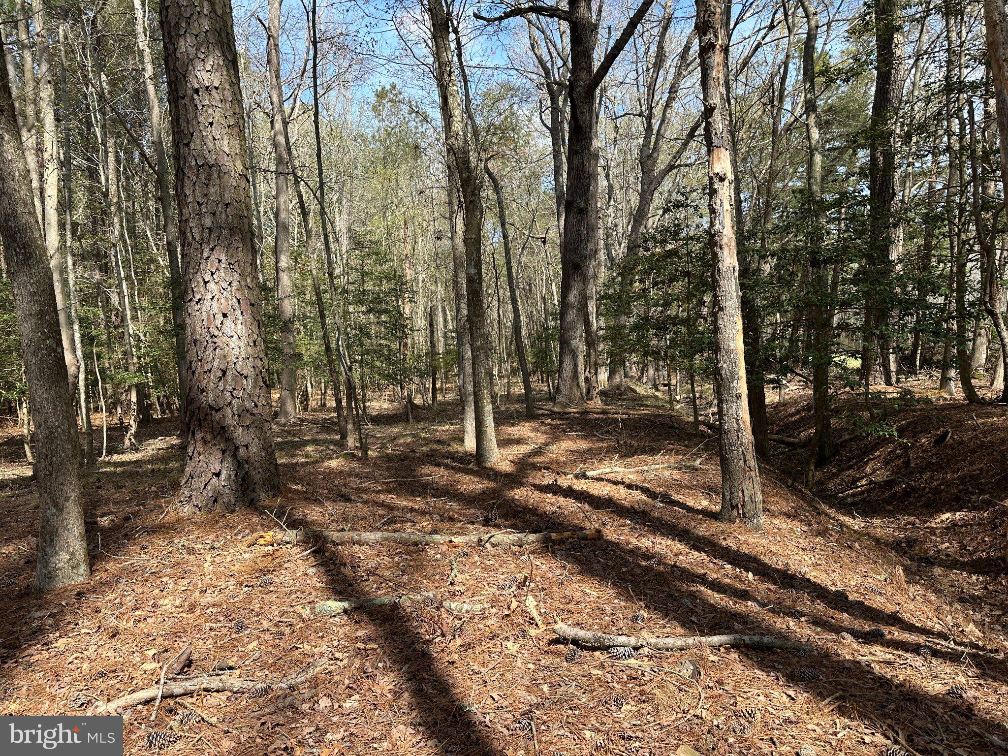 31379 Boggs Road Painter, VA 23420 - Photo 13 of 45 Serene woodland path in sunlight.