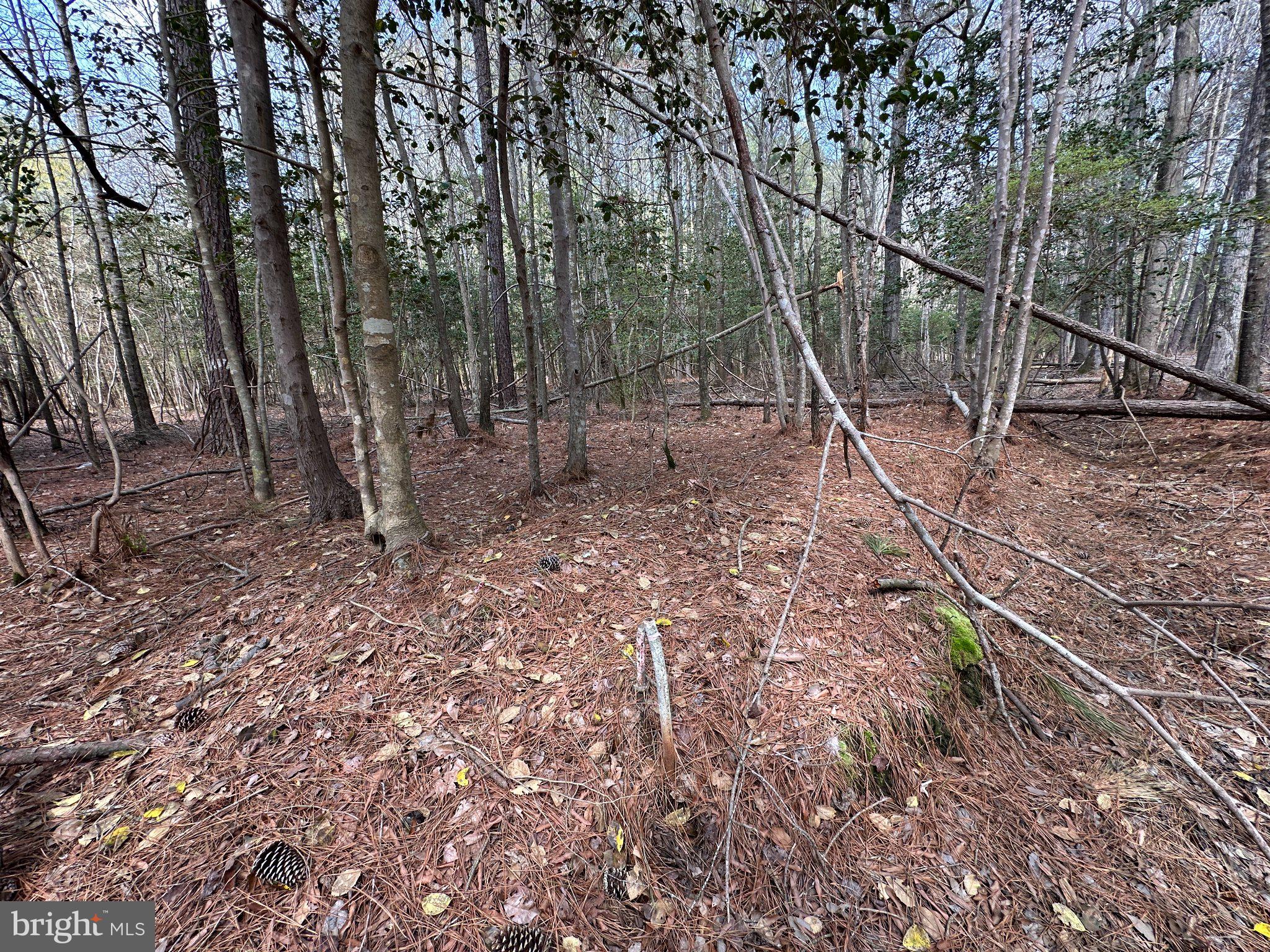 31379 Boggs Road Painter, VA 23420 - Photo 14 of 45 Serene woodland retreat awaits exploration.