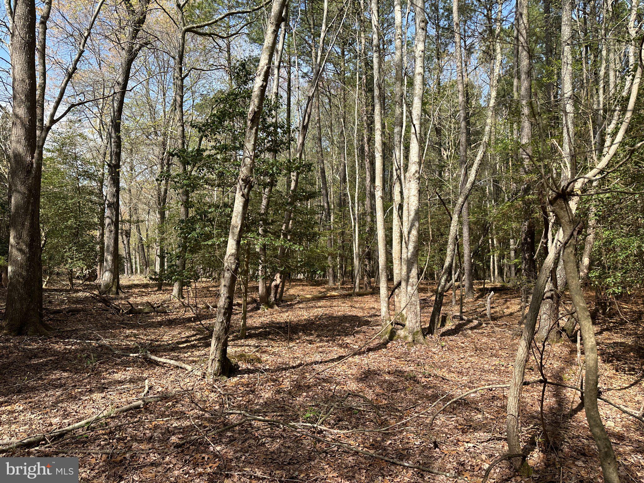 31379 Boggs Road Painter, VA 23420 - Photo 15 of 45 Serene woodland retreat awaits exploration.