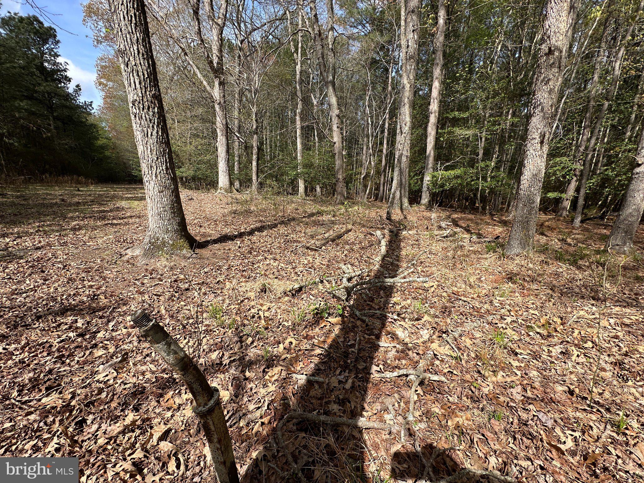 31379 Boggs Road Painter, VA 23420 - Photo 16 of 45 Serene woodland path awaits exploration.