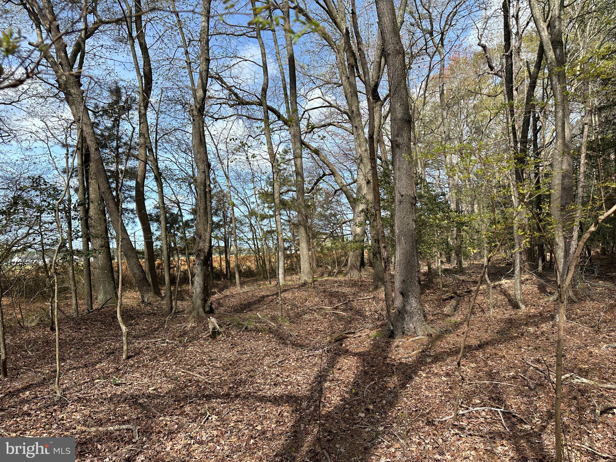 31379 Boggs Road Painter, VA 23420 - Photo 17 of 45 Serene woodland retreat awaits discovery.