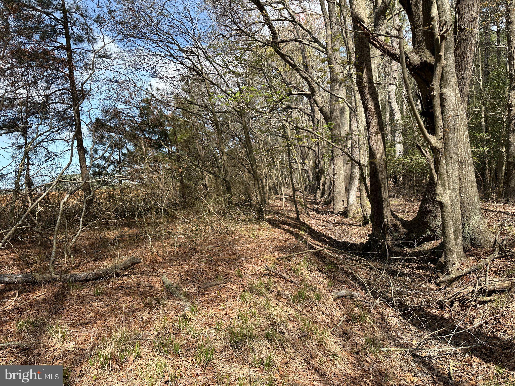 31379 Boggs Road Painter, VA 23420 - Photo 18 of 45 Serene woodland path beckons exploration.