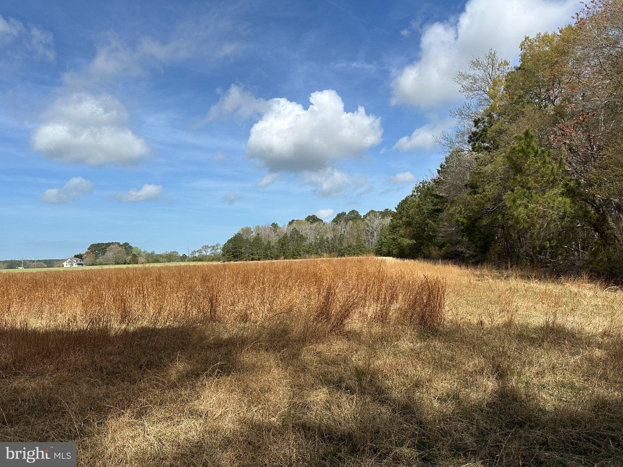 31379 Boggs Road Painter, VA 23420 - Photo 20 of 45 Serene landscape under blue skies.