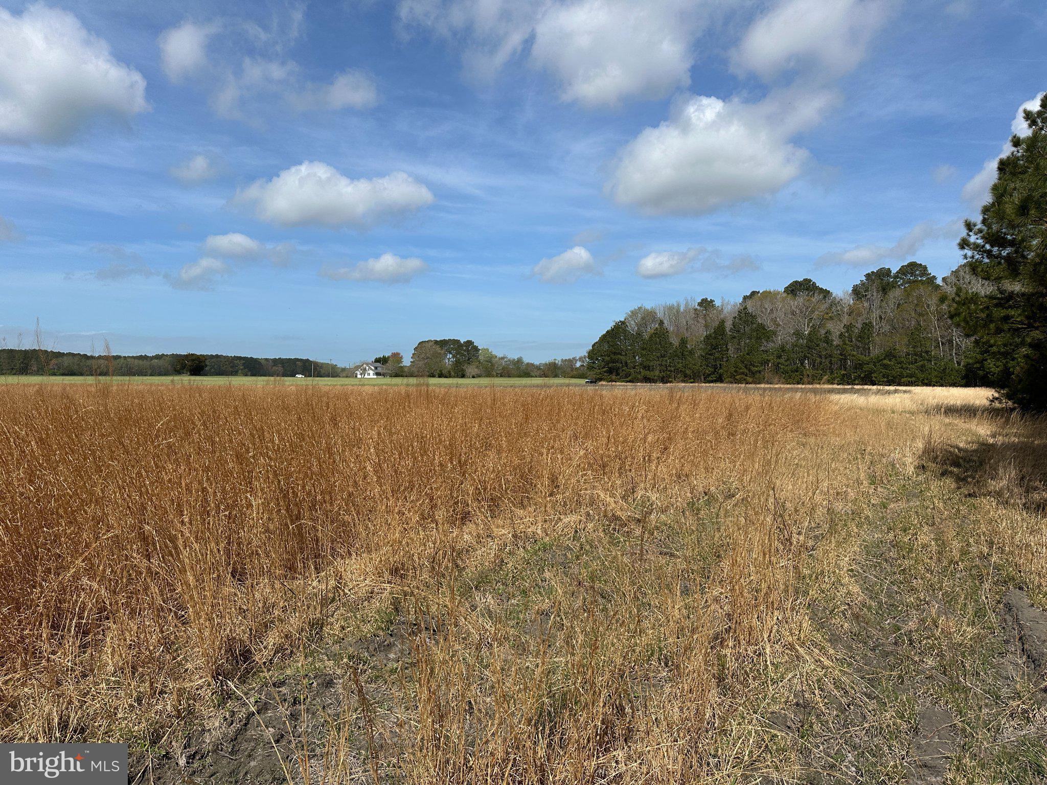 31379 Boggs Road Painter, VA 23420 - Photo 21 of 45 Golden grasses under a blue sky.