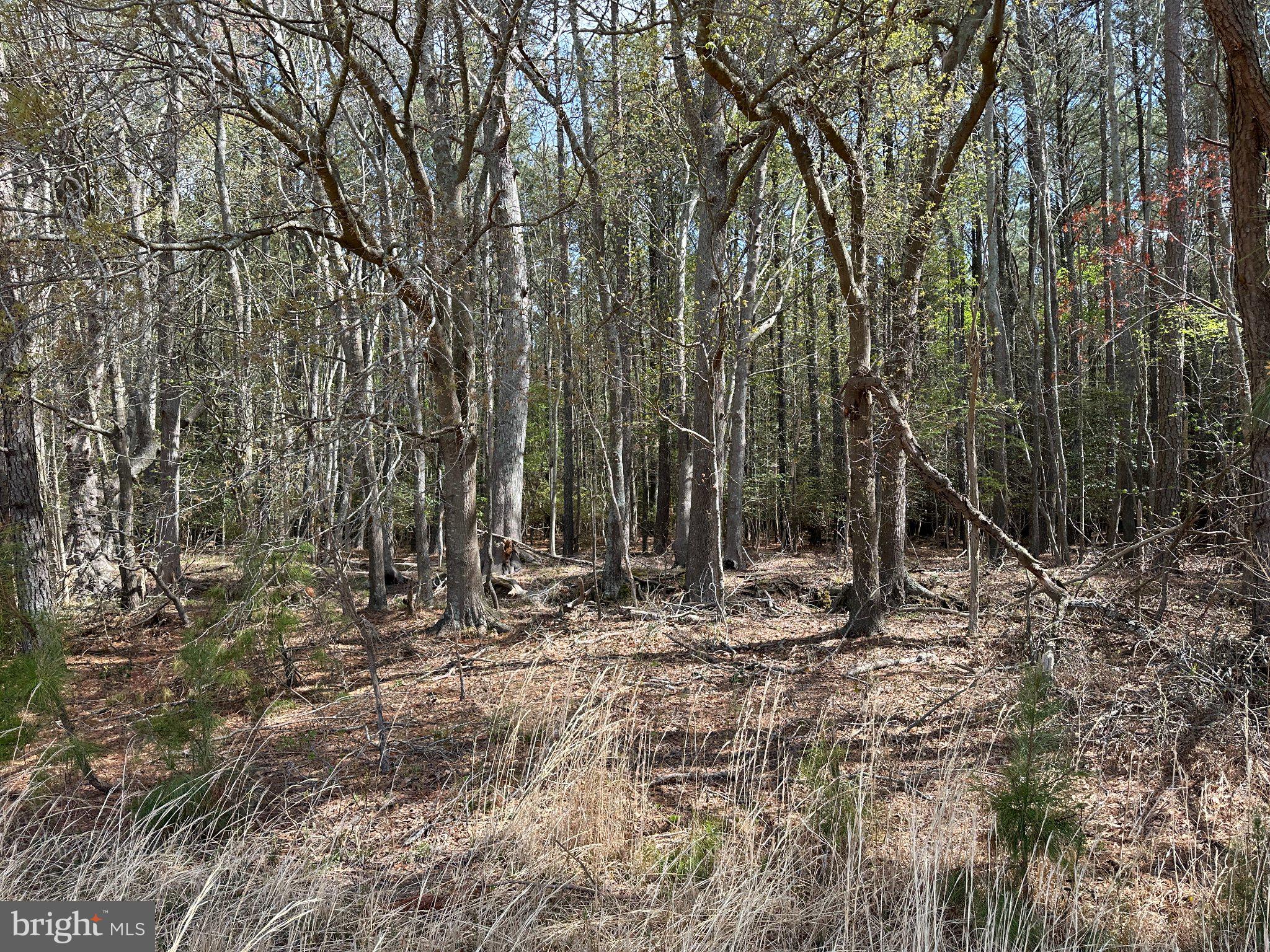 31379 Boggs Road Painter, VA 23420 - Photo 22 of 45 Serene woodland retreat awaits exploration.