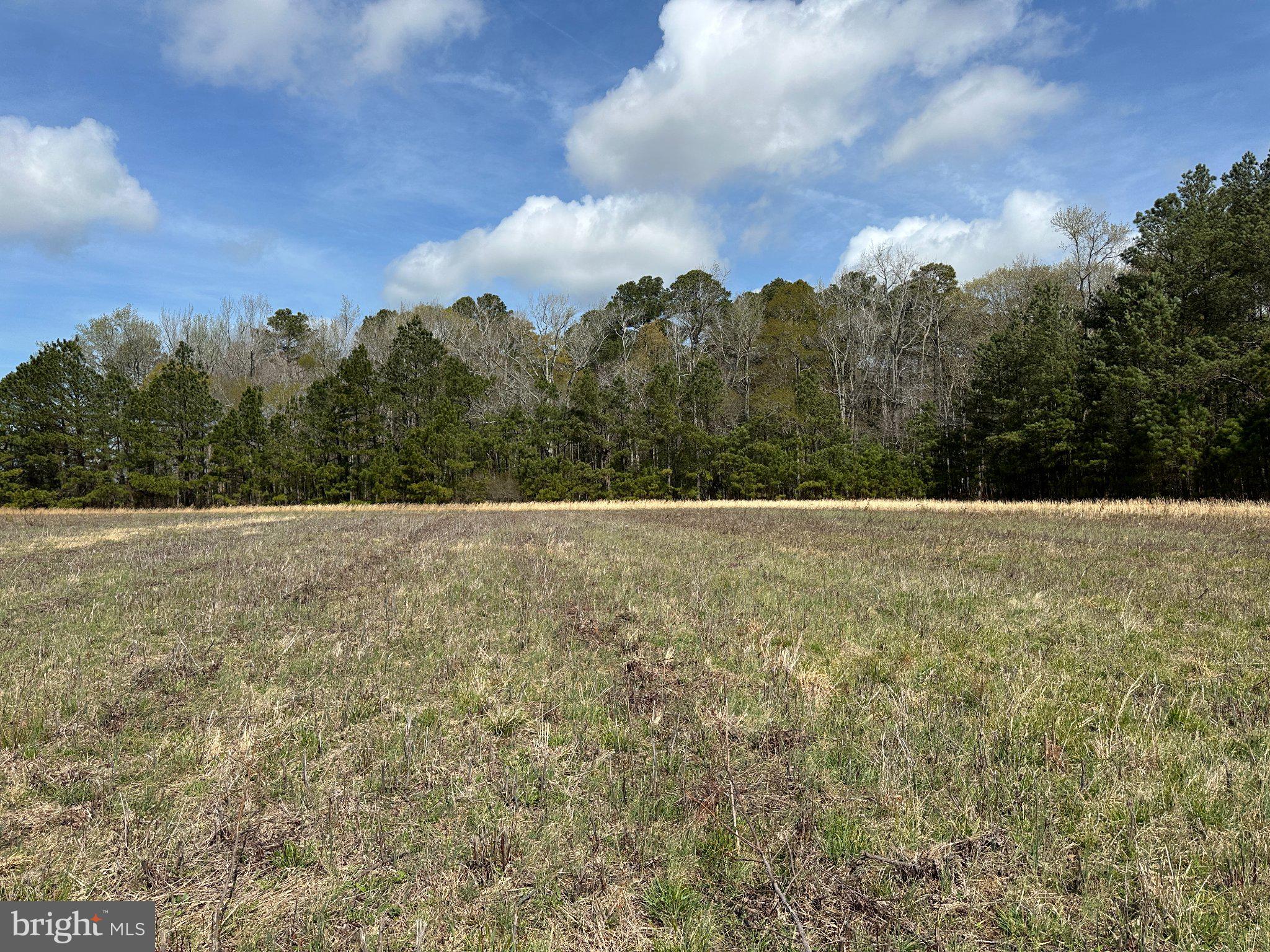 31379 Boggs Road Painter, VA 23420 - Photo 23 of 45 Serene meadow meets lush woodlands.