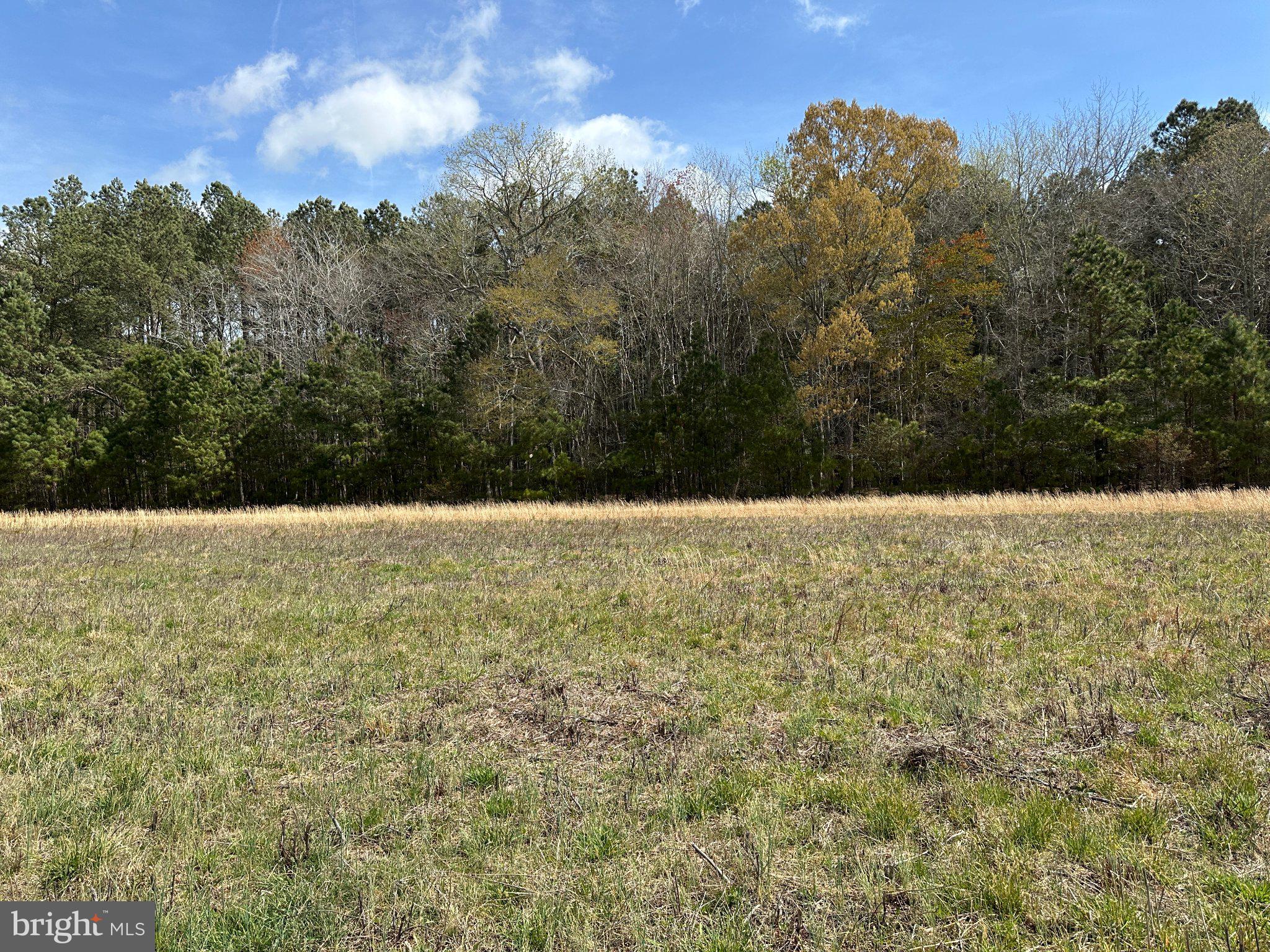31379 Boggs Road Painter, VA 23420 - Photo 24 of 45 Serene meadow meets vibrant woods.