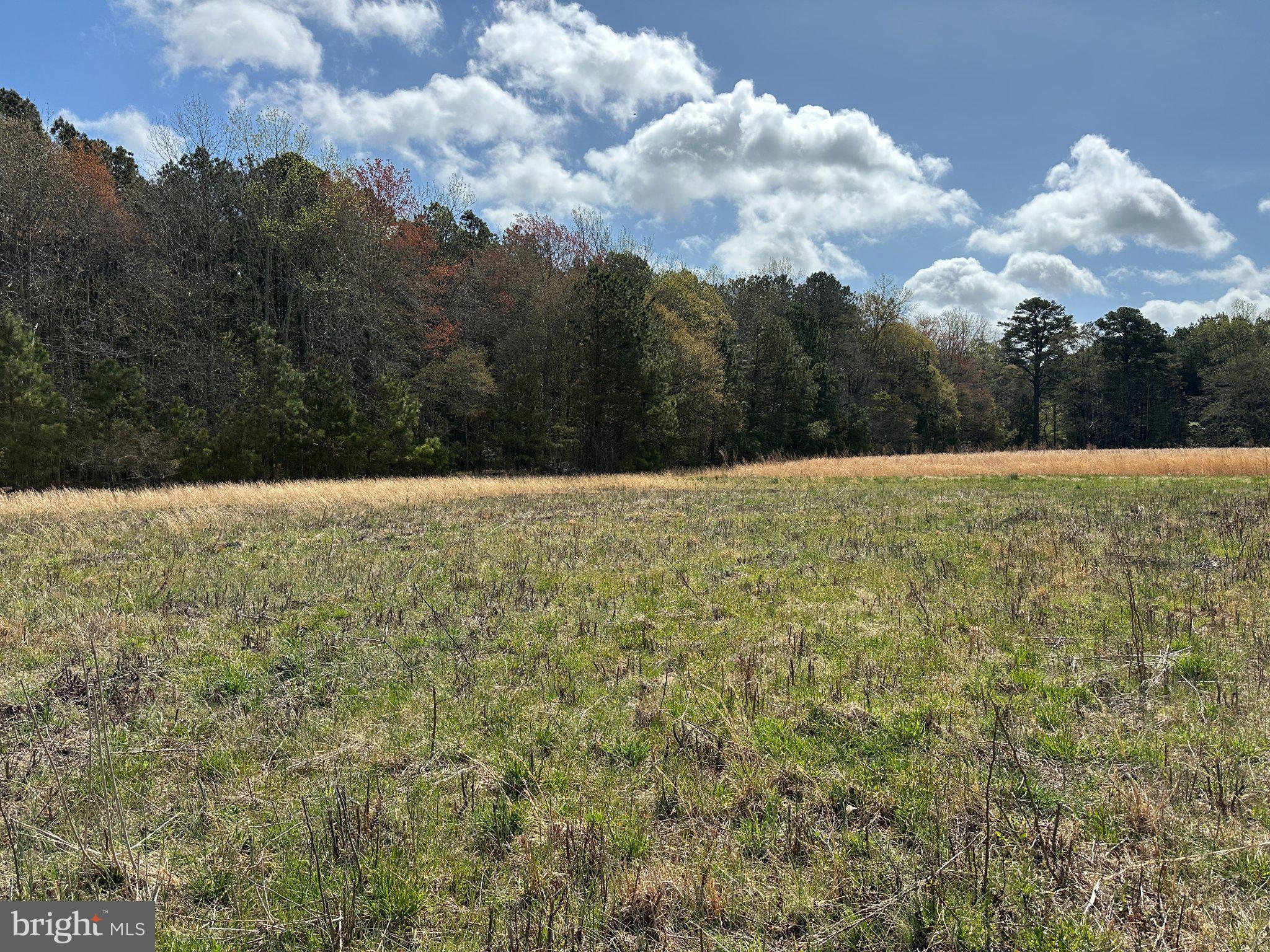 31379 Boggs Road Painter, VA 23420 - Photo 25 of 45 Serene meadow meets vibrant woods.