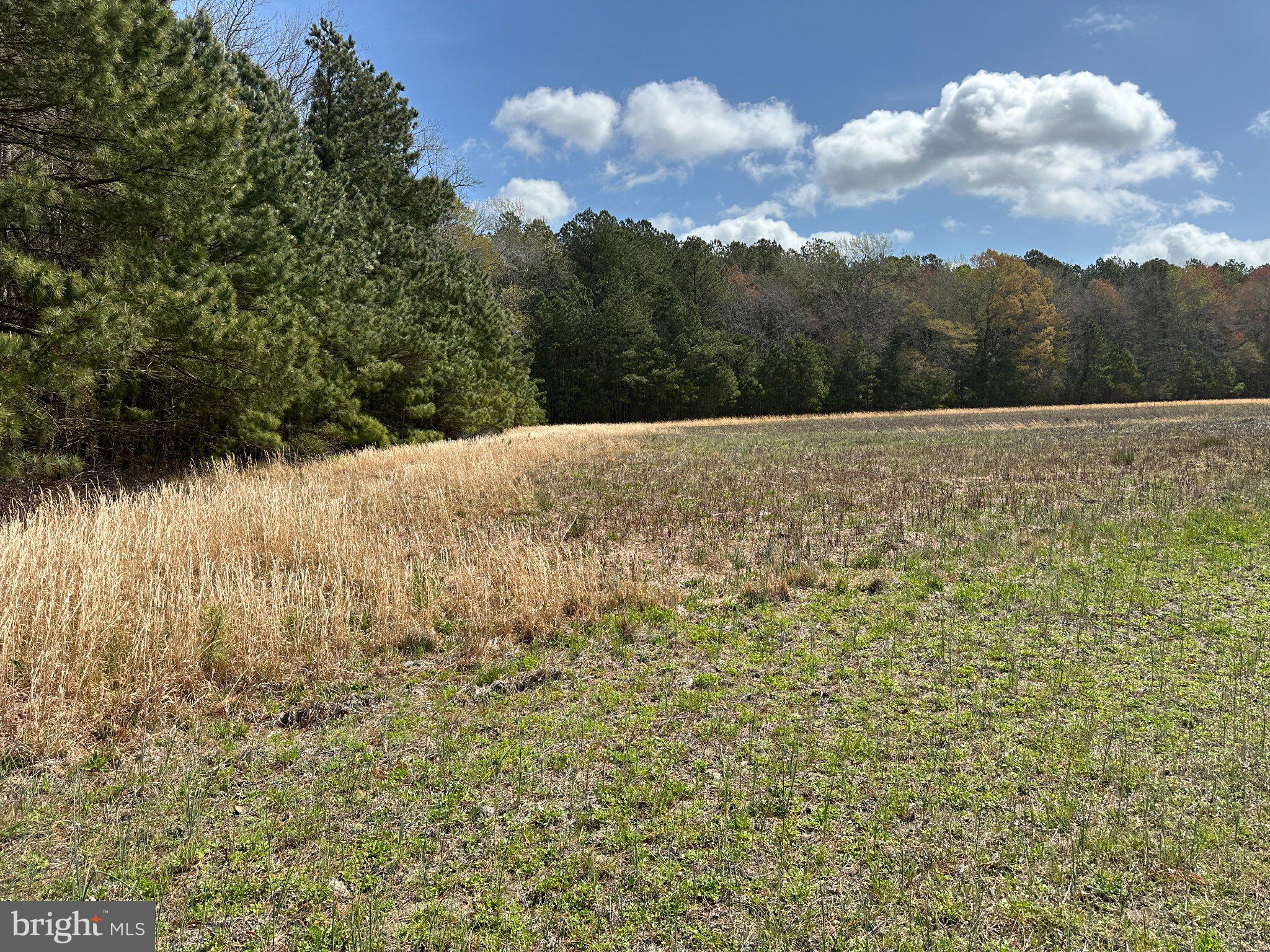 31379 Boggs Road Painter, VA 23420 - Photo 26 of 45 Serene meadow meets lush woodlands.