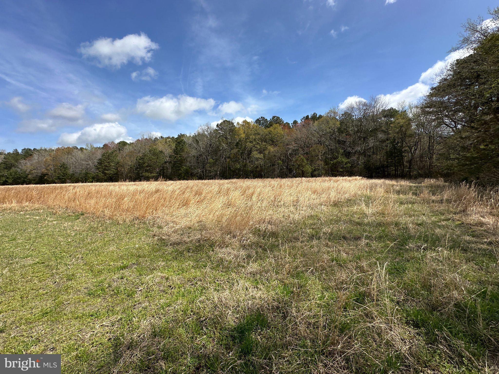 31379 Boggs Road Painter, VA 23420 - Photo 28 of 45 Serene meadow meets wooded backdrop.