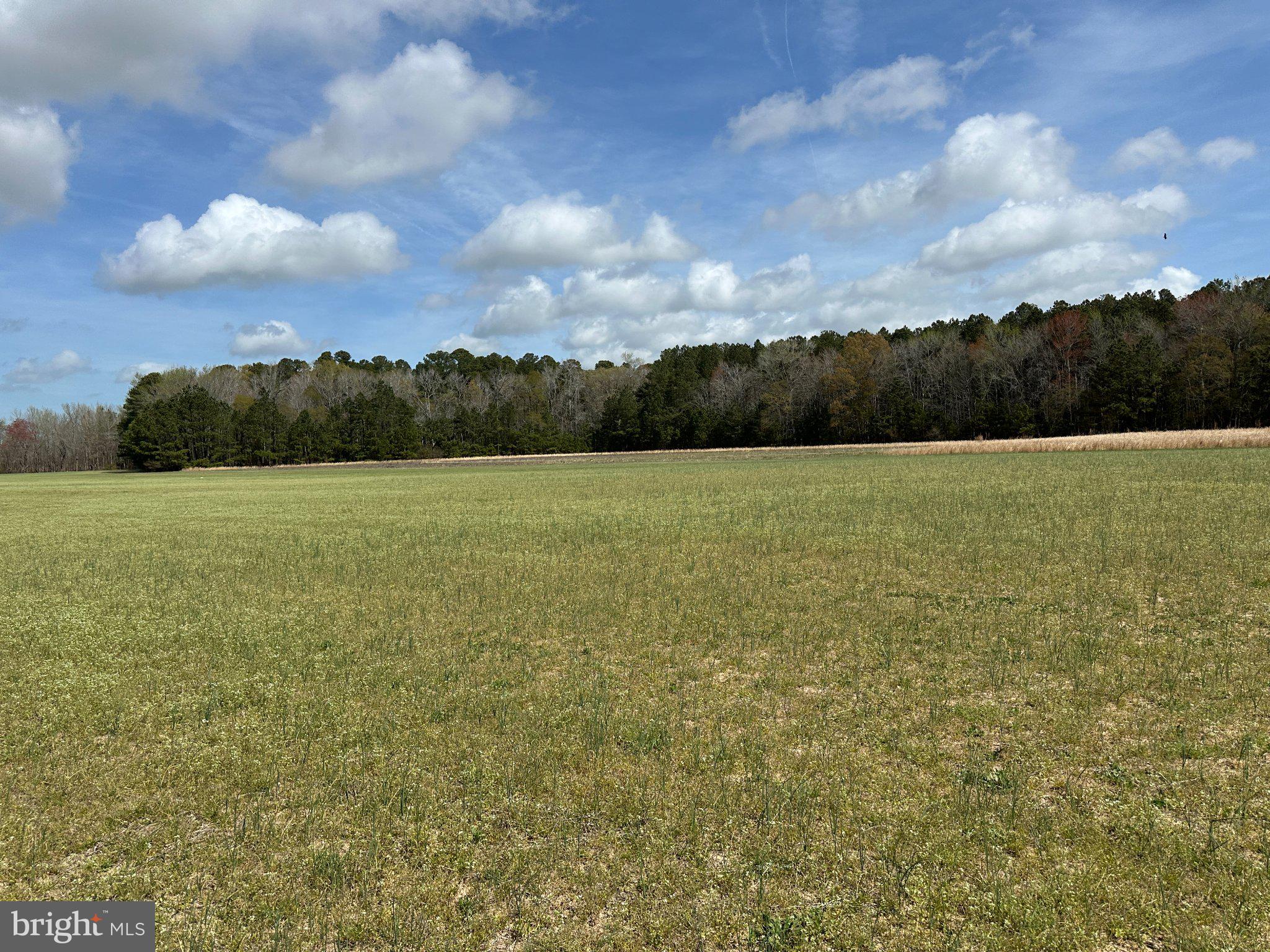 31379 Boggs Road Painter, VA 23420 - Photo 31 of 45 Expansive meadow meets serene woods.