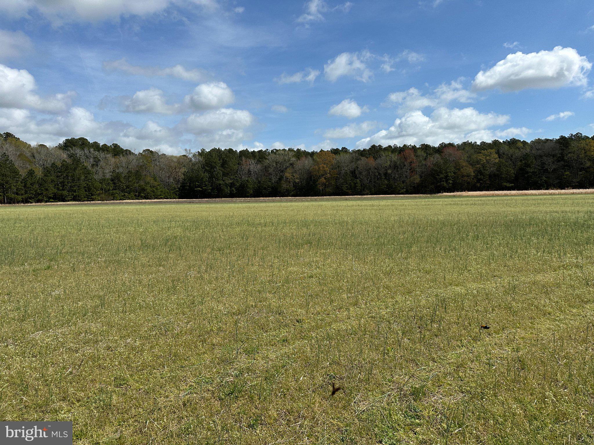 31379 Boggs Road Painter, VA 23420 - Photo 34 of 45 Vast green field under a blue sky.