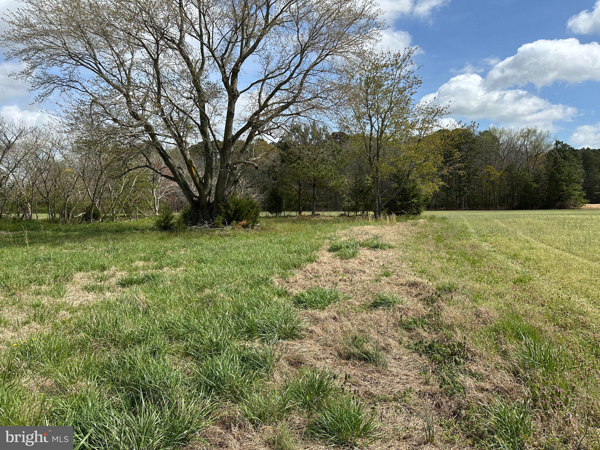 31379 Boggs Road Painter, VA 23420 - Photo 39 of 45 Serene landscape with lush greenery.
