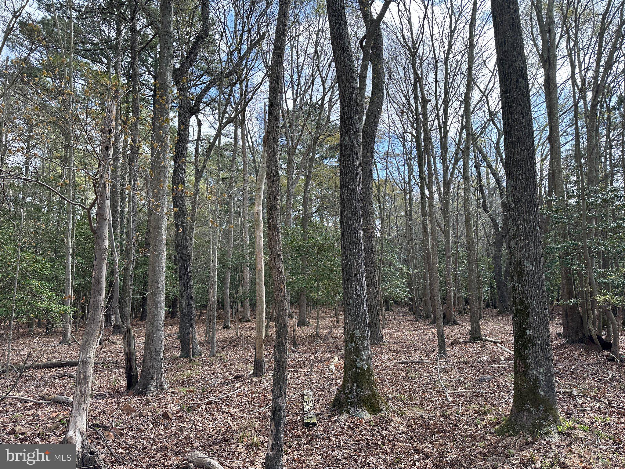 31379 Boggs Road Painter, VA 23420 - Photo 5 of 45 Serene woodland retreat awaits exploration.