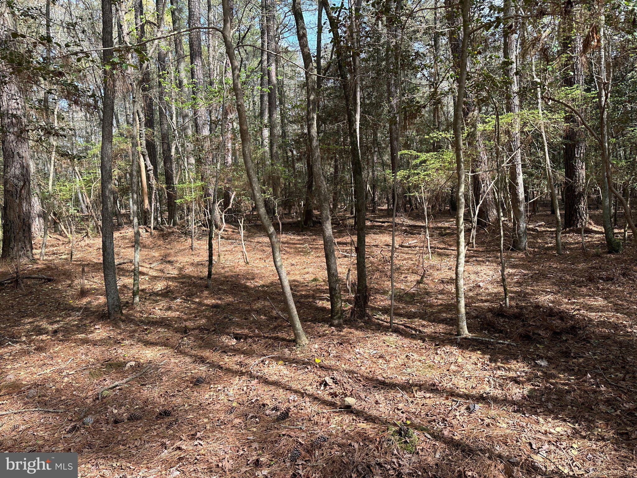 31379 Boggs Road Painter, VA 23420 - Photo 7 of 45 Serene woodland retreat awaits exploration.